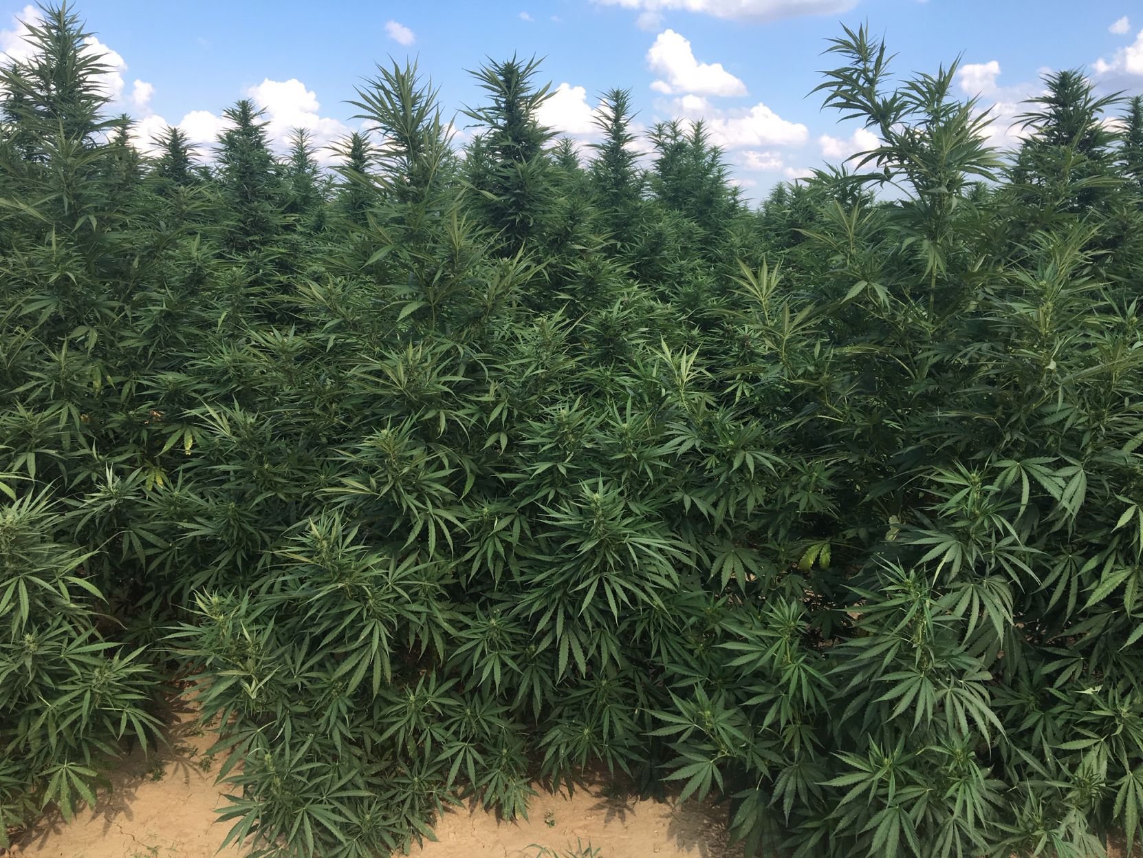 Justin Clark hemp farm1